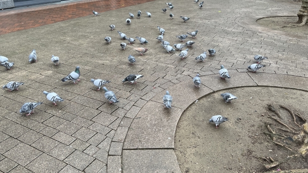 Tauben- und Rattenpopulation in der Innenstadt ist nicht mehr hinnehmbar